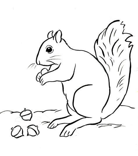 Squirrel Coloring Pages Printable